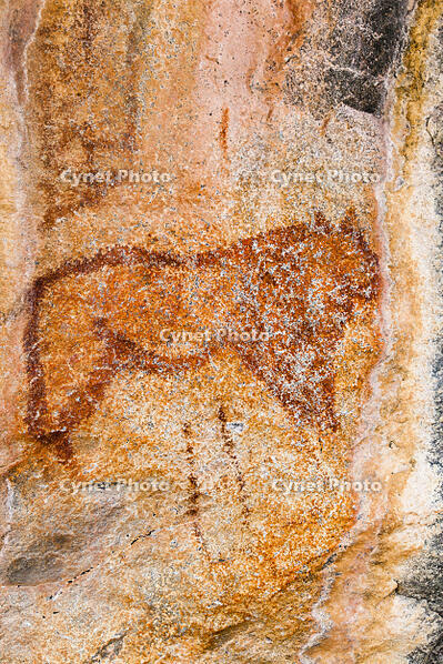 ツォディロの古代岩絵　ライオン・コース　ライオン　世界遺産 [SKA110002720]