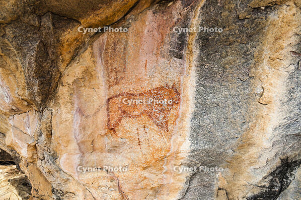 ツォディロの古代岩絵　ライオン・コース　ライオン　世界遺産 [SKA110002721]