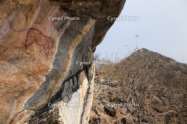 ツォディロの古代岩絵　ライオン・コース　ライオン　世界遺産 [SKA110002722]