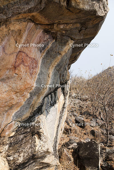 ツォディロの古代岩絵　ライオン・コース　ライオン　世界遺産 [SKA110002723]