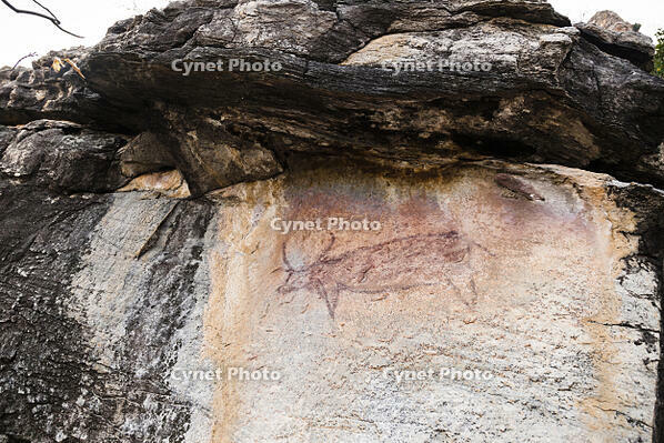 ツォディロの古代岩絵　クリフ・コース　ウォーターバック　世界遺産 [SKA110002724]