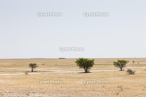 カラハリ砂漠　地平線　潅木 [SKA110002735]