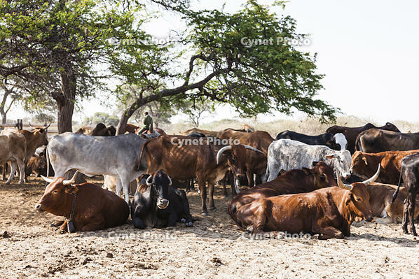 ウシ　牧畜　ゼレ村　カラハリ砂漠 [SKA110002736]