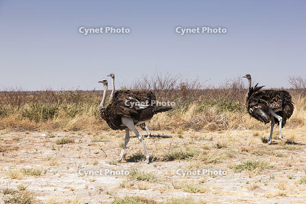 ダチョウ　カラハリ砂漠　地平線 [SKA110002740]