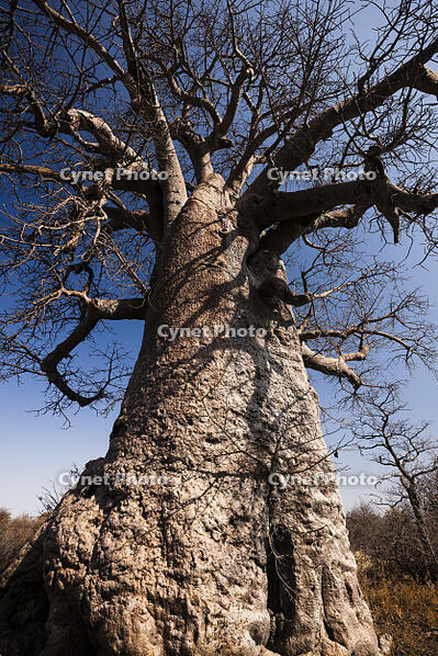 バオバブ　巨樹　カラハリ砂漠 [SKA110002741]