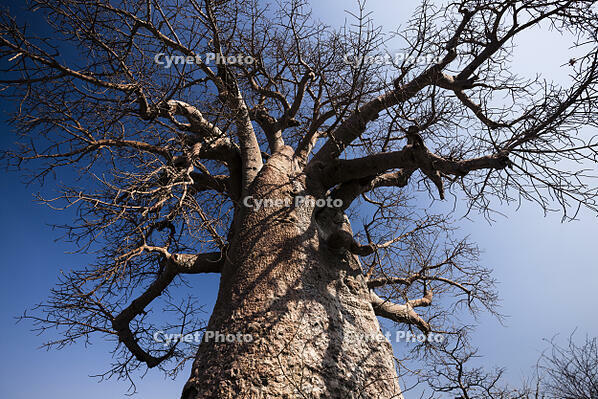 バオバブ　巨樹　カラハリ砂漠 [SKA110002742]