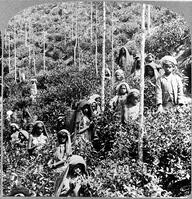Coolie children picking tea [PHT110262246]
