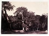 Le Gray Gustave, Beautiful tree at the edge of Fontainebleau f.. [PHT110262201]