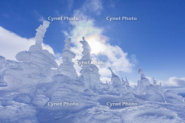 蔵王の樹氷 [TYT110001214]