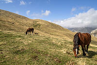 alb23148252 [ABM112341300]