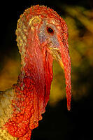 alb23148507 [ABM112341304]