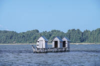 高瀬川（小川原湖）のマテ小屋 [TMA110070111]