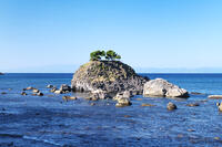 蛇浦海岸の草島 [TMA110070133]