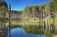 日高の黒い池と水中木 [TMA110070145]