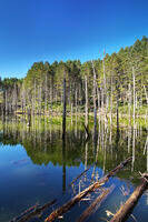 日高の黒い池と水中木 [TMA110070149]