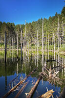 日高の黒い池と水中木 [TMA110070150]