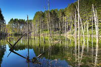 日高の黒い池と水中木 [TMA110070152]