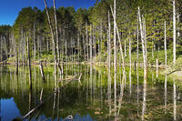 日高の黒い池と水中木 [TMA110070153]