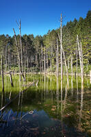 日高の黒い池と水中木 [TMA110070154]