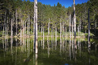 日高の黒い池と水中木 [TMA110070157]