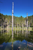 日高の黒い池と水中木 [TMA110070159]