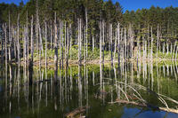 日高の黒い池と水中木 [TMA110070161]