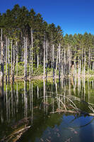 日高の黒い池と水中木 [TMA110070162]