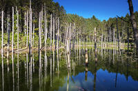 日高の黒い池と水中木 [TMA110070164]