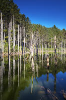 日高の黒い池と水中木 [TMA110070165]