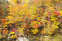 日高の紅葉（沙流川沿い） [TMA110070176]