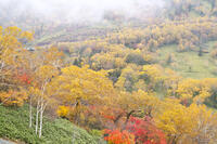 日勝峠の朝霧と紅葉 [TMA110070178]