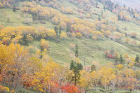 日勝峠の朝霧と紅葉 [TMA110070181]