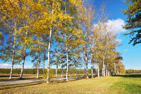 十勝牧場の白樺並木の紅葉 [TMA110070191]