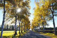 十勝牧場の白樺並木の紅葉 [TMA110070193]