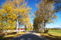 十勝牧場の白樺並木の紅葉 [TMA110070194]