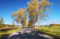 十勝牧場の白樺並木の紅葉 [TMA110070197]