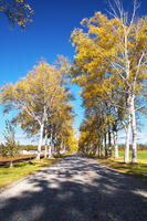 十勝牧場の白樺並木の紅葉 [TMA110070198]