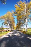 十勝牧場の白樺並木の紅葉 [TMA110070199]