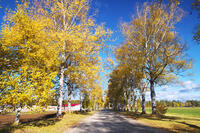 十勝牧場の白樺並木の紅葉 [TMA110070200]