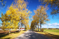 十勝牧場の白樺並木の紅葉 [TMA110070201]