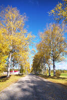 十勝牧場の白樺並木の紅葉 [TMA110070202]