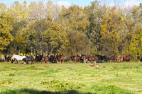 十勝牧場のウマの放牧 [TMA110070203]