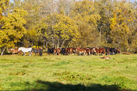 十勝牧場のウマの放牧 [TMA110070204]