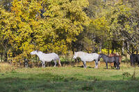 十勝牧場のウマの放牧 [TMA110070205]