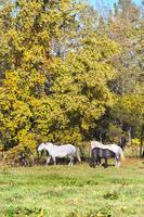 十勝牧場のウマの放牧 [TMA110070208]