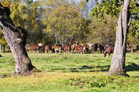 十勝牧場のウマの放牧 [TMA110070209]