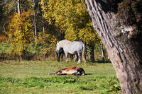 十勝牧場のウマの放牧 [TMA110070210]