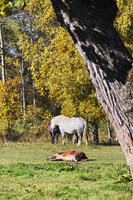 十勝牧場のウマの放牧 [TMA110070211]