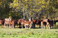 十勝牧場のウマの放牧 [TMA110070212]