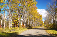 白樺の紅葉と道　十勝牧場 [TMA110070213]